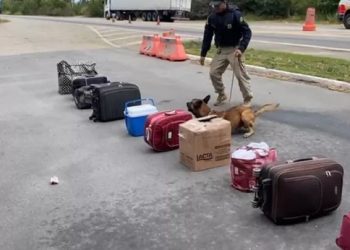 PRF apreende 5kg de maconha na BR-116, após verificação de cão farejador