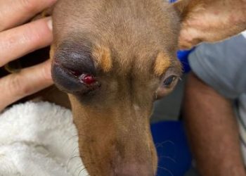 Homem é preso após agredir cachorro a pauladas em Jaguaquara