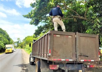 PRF apreende carga de madeira transportada ilegalmente em Jequié