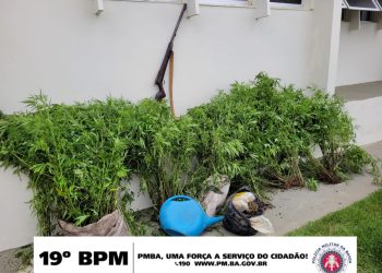 Policia Militar erradica mil pés de maconha e apreende arma na zona rural de Itaquara