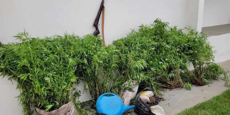 Policia Militar erradica mil pés de maconha e apreende arma na zona rural de Itaquara