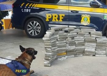 Cão farejador da PRF localiza 89 quilos de maconha em Vitória da Conquista
