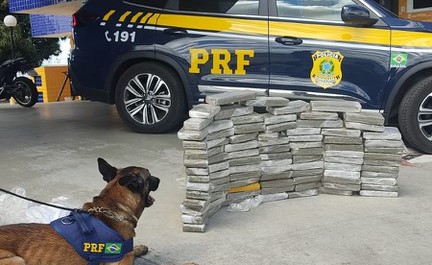 Cão farejador da PRF localiza 89 quilos de maconha em Vitória da Conquista