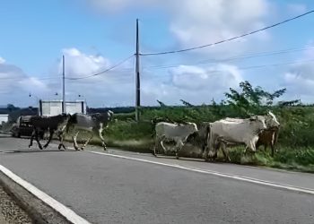 Vídeo: Motorista flagra animais soltos na BR-420, próximo ao IFBA de Jaguaquara