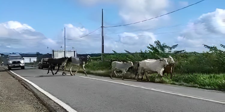 Vídeo: Motorista flagra animais soltos na BR-420, próximo ao IFBA de Jaguaquara