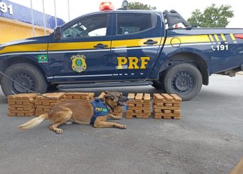 Polícia Rodoviária Federal apreende 100 kg de maconha em ônibus na BR 116, em Vitória da Conquista