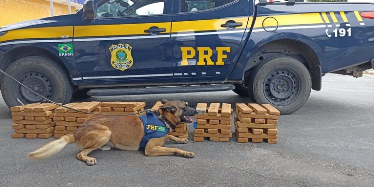 Polícia Rodoviária Federal apreende 100 kg de maconha em ônibus na BR 116, em Vitória da Conquista
