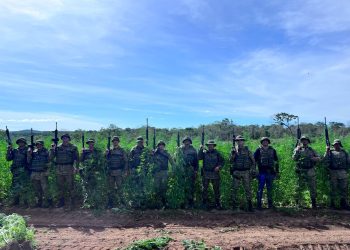Em pouco mais de 7 meses, Forças Policiais erradicam 1 milhão de pés de maconha e ultrapassam marca de 2024