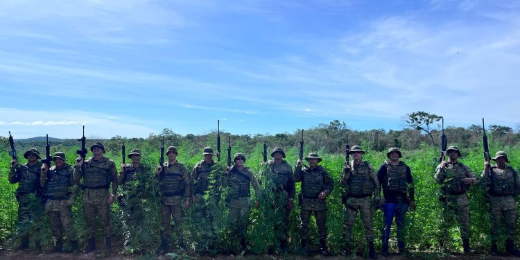 Em pouco mais de 7 meses, Forças Policiais erradicam 1 milhão de pés de maconha e ultrapassam marca de 2024