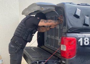 Polícia Civil prende homem suspeito de lesão corporal seguida de morte contra idosa em Jaguaquara