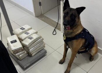 PRF e cão policial apreendem mais de 22 Kg de drogas em ônibus em Vitória da Conquista