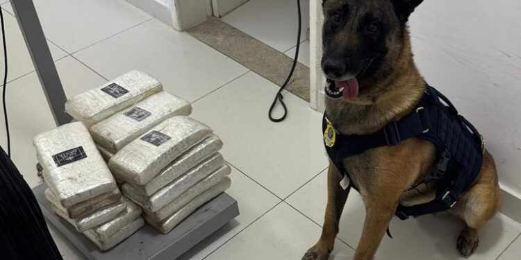 PRF e cão policial apreendem mais de 22 Kg de drogas em ônibus em Vitória da Conquista