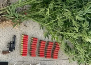 Polícia Militar apreende armas, explosivos e plantação de maconha em Santa Inês