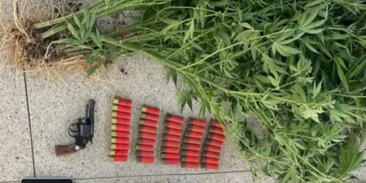 Polícia Militar apreende armas, explosivos e plantação de maconha em Santa Inês
